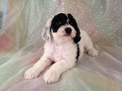 Male Black and White Cockapoo puppies for sale #12